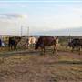 Alpha Omega Longhorn Ranch