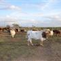 Alpha Omega Longhorn Ranch