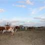 Alpha Omega Longhorn Ranch