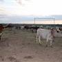 Alpha Omega Longhorn Ranch