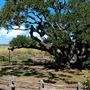 Goose Island State Park - The Big Tree