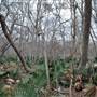 Palmetto State Park