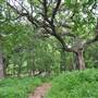 Phil Hardberger Park