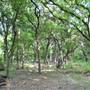 Phil Hardberger Park