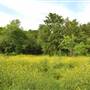 Phil Hardberger Park