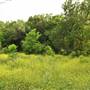 Phil Hardberger Park
