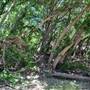 McKinney Falls State Park