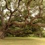 The Oaks of Anahuac
