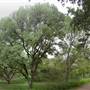 McAllister Park