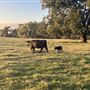 Evans Ranch