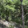 Riva Ridge