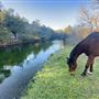 Sky Creek Farm