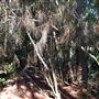 The Oaks of Anahuac
