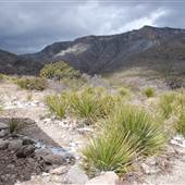Guadalupe Mountains National Park - McKittrick Canyon