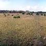 Storm Ranch