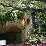 Our Lady of Lourdes Grotto