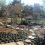 Japanese Garden in Hermann Park