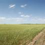 Wheat Field on SH114