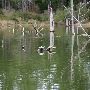 Lake Bastrop