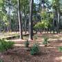 Gayla Mize Garden