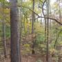 Davey Dogwood Park