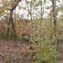 Davey Dogwood Park