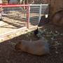 Animal World and Snake Farm