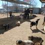 Animal World and Snake Farm