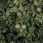 Grapefruit Orchard