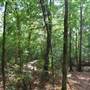 Quitman Arboretum