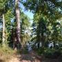 Tyler State Park