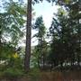 Tyler State Park