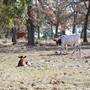 Henly Hill Ranch