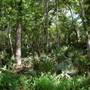 Palmetto State Park