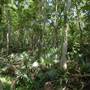 Palmetto State Park