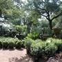 Hill Country Water Gardens & Nursery