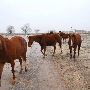 Mendota Ranch