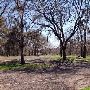 Buescher State Park