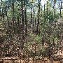 Buescher State Park