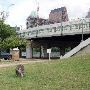 Auditorium Shores