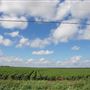 Cotton Fields on FM 1223