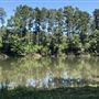 W G Jones State Forest