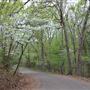 Davey Dogwood Park
