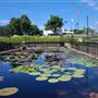 International Waterlily Collection