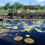 International Waterlily Collection