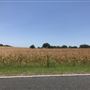Gil Farmhouse & Cornfield