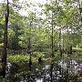 Martin Dies, Jr. State Park