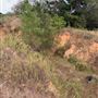 Rose Ranch