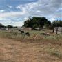 Rose Ranch