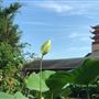 Buu Mon Buddhist Temple